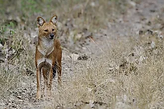 Dhole