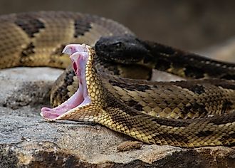 A timber rattlesnake exposes its fangs.