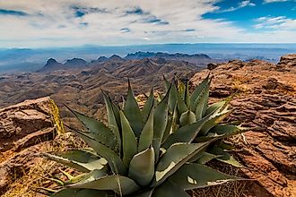 Chihuahuan Desert
