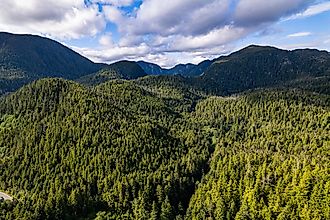 Aerial view over an unbroken canopy of dense green temperate rainforest covering rugged hills, Southeast Alaska. 