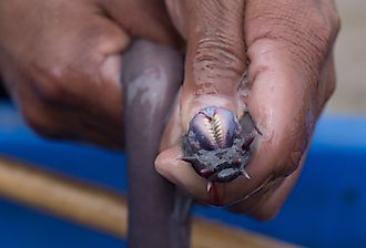 The head and teeth of a Hagfish caught off the California coast.