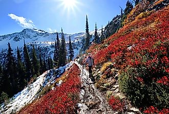 Young woman hiking along steep slope covered with red huckleberry bushes and snow in North Cascades National Park, Washington.