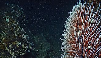 Deep sea view of tube worms in the Mariana Trench.