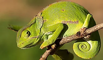 The Flap Necked Chameleon.