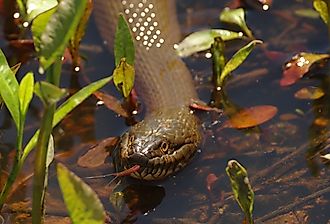A northern water snake (Nerodia sipedon) swims in a marsh pond.