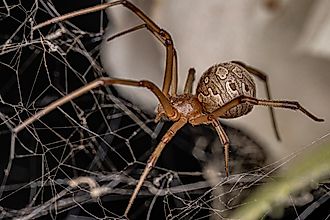 Close-up of a female brown widow spider in its web.