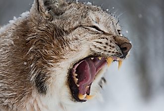 European Lynx angry with mouth open, showing teeth and hissing.
