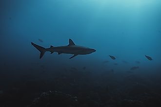 White tip shark with reef fish in the deep blue.