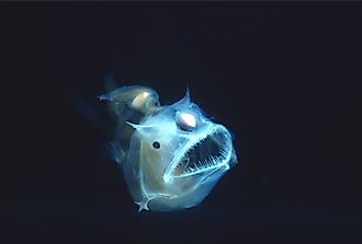 Deep sea anglerfish.