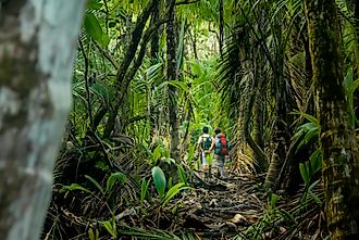 Visitors on a nature trail inside the lush forests of Corcovado National Park, Costa Rica.