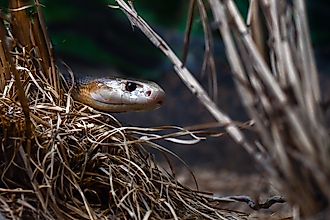 Coastal taipan crawling through the grass. Via Shutterstock / Robert Styppa.
