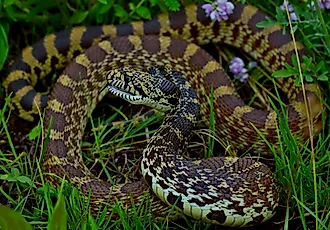 Bullsnakes live at the water's edge in several North Dakota locations. By Peter Paplanus  - Bullsnake (Pituophis catenifer sayi), CC BY 2.0, Wikimedia Commons