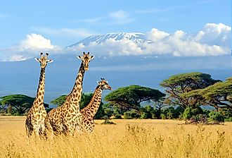 Three giraffes near Kilimanjaro mount in National park of Kenya, Africa.
