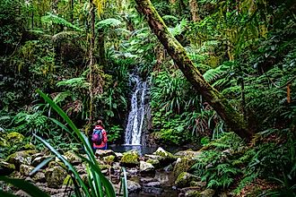 The Daintree Rainforest in Queensland, Australia.