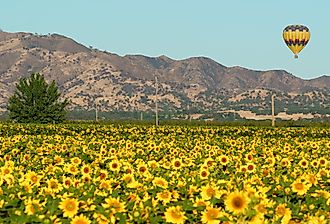 Hot air balloon floats over Sunflower fields in Yolo County, California.