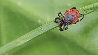 Deer tick (Blacklegged tick) sleeping on grass stalk.