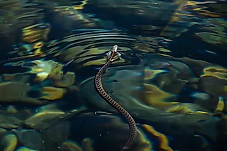 Pacific coast garter snake in water.