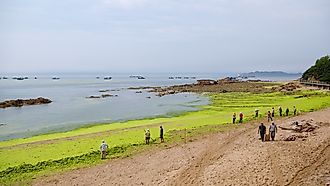Workers are collecting and removing sea lettuce from Badaguan Beach, China, resulting from algal bloom due to water pollution. Editorial credit: Wang Junqi / Shutterstock.com