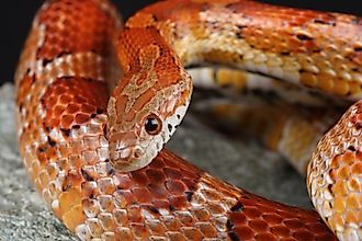 Portrait of a Corn Snake on a rock. 