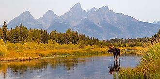 Wild bull moose in Grand Teton National Park near Jackson, Wyoming, in fall.