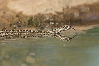 Western diamondback rattlesnake on the surface of water.