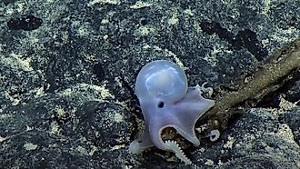 Casper was spotted on the Ala 'Aumoana Kai Uli in Papahanaumokuakea Marine National Monument Expedition at a record 14,000 feet below sea level. Image copyright Ocean Exploration Trust, NOAA