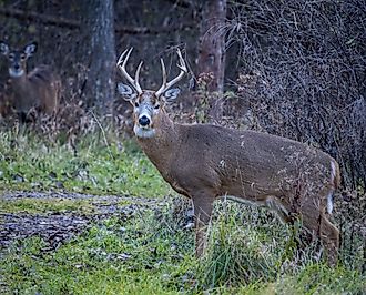 Healthy White-Tailed Deer Stag on the edge of a hiking trail in the US, Editorial credit: Pierre Williot / Shutterstock.com