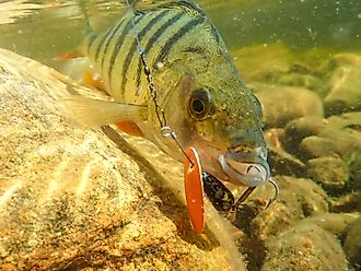 Big Perch swimming under water