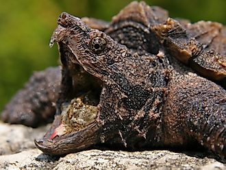 An alligator snapping turtle (Macrochelys temminckii)