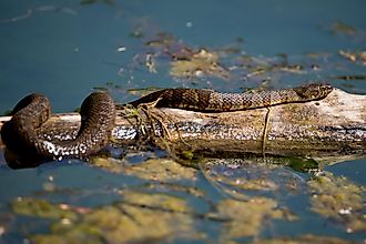 Northern water snake basking on a log in the pond.