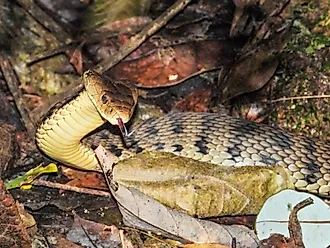 A keelback snake in Queensland, Australia.