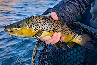 A fisherman holding a brown trout.