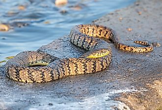 A large Diamondback water snake basking on a concrete slab adjacent to a water control structure in a Kansas wetland.