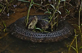A venomous cottonmouth snake in a wetland habitat.
