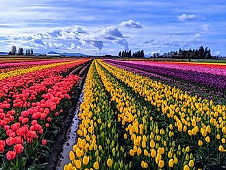 Spring Colors in the Tulip Field in Skagit Valley