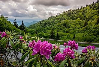 Purple catawba rhododendron near Clingmans Dome in the Smokies
