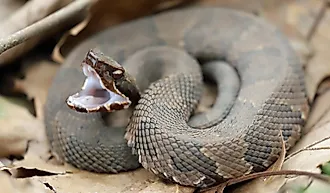 Cottonmouth snake.
