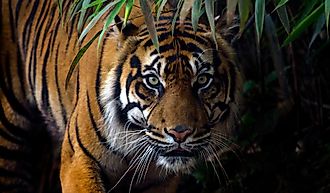  A Sumatran tiger on the hunt. Image credit: tom177/Shutterstock