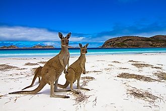 Kangaroos at Lucky Bay in Esperance, Western Australia.