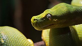 Close up of a green tree python on a branch. 