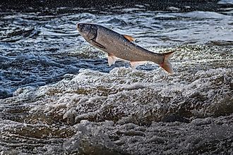 Invasive asian carp jumping out of water. 