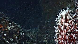 Giant Tube Worms Riftia pachyptila thriving at a deep-sea hydrothermal vent in the Mariana Trench. 