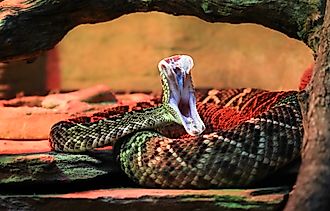 Adult eastern diamondback rattlesnake (Crotalus adamanteus).