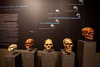 The evolutionary process led to modern humans. Editorial credit: Esin Deniz / Shutterstock.com