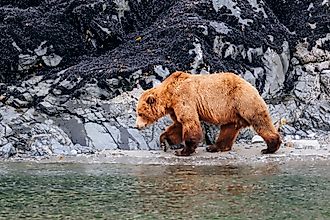 A brown bear (Ursus arctos) walking along the shore of Glacier Bay National Park in southeast Alaska