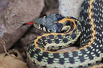 Black-necked Gartersnake Thamnophis cyrtopsis.