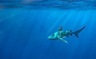 A bull shark off the coast of Florida. Credit: Harry Collins Photography / Shutterstock