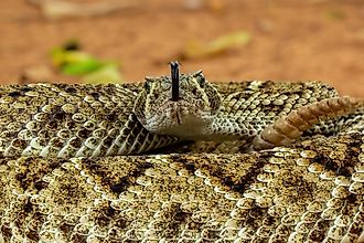 The Western Diamondback Rattlesnake (Crotalus atrox) is a venomous rattlesnake species found in the United States and Mexico.