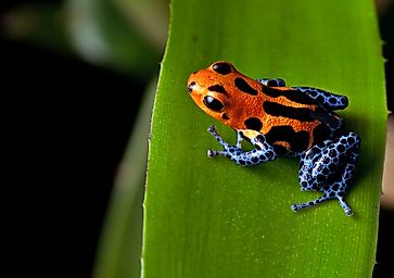 The Most Dangerous Animals Of The Amazon Rainforest