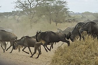 Wildebeest Facts: Animals of Africa
